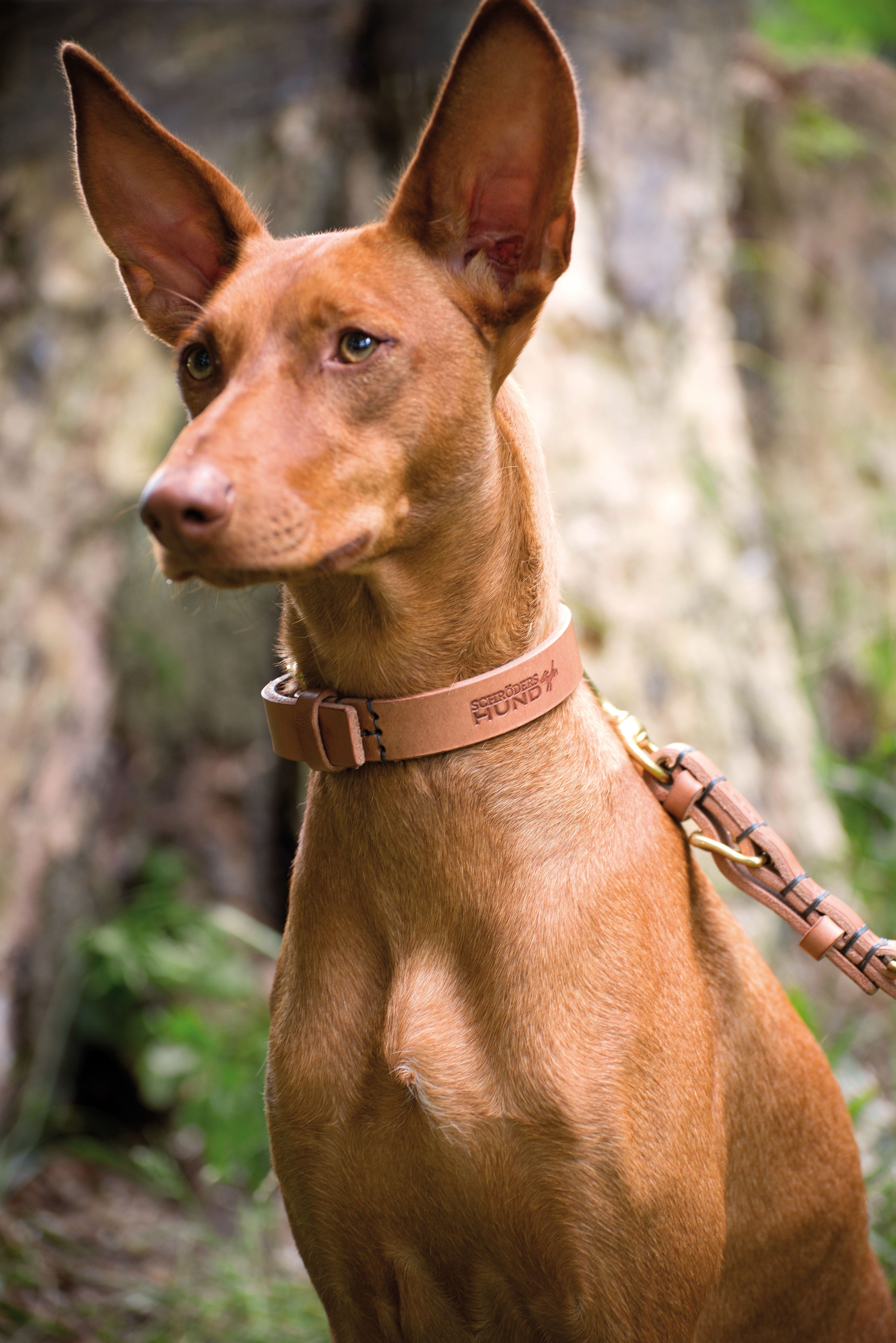 hellbraunes Hundehalsband aus Leder, langlebig und robust