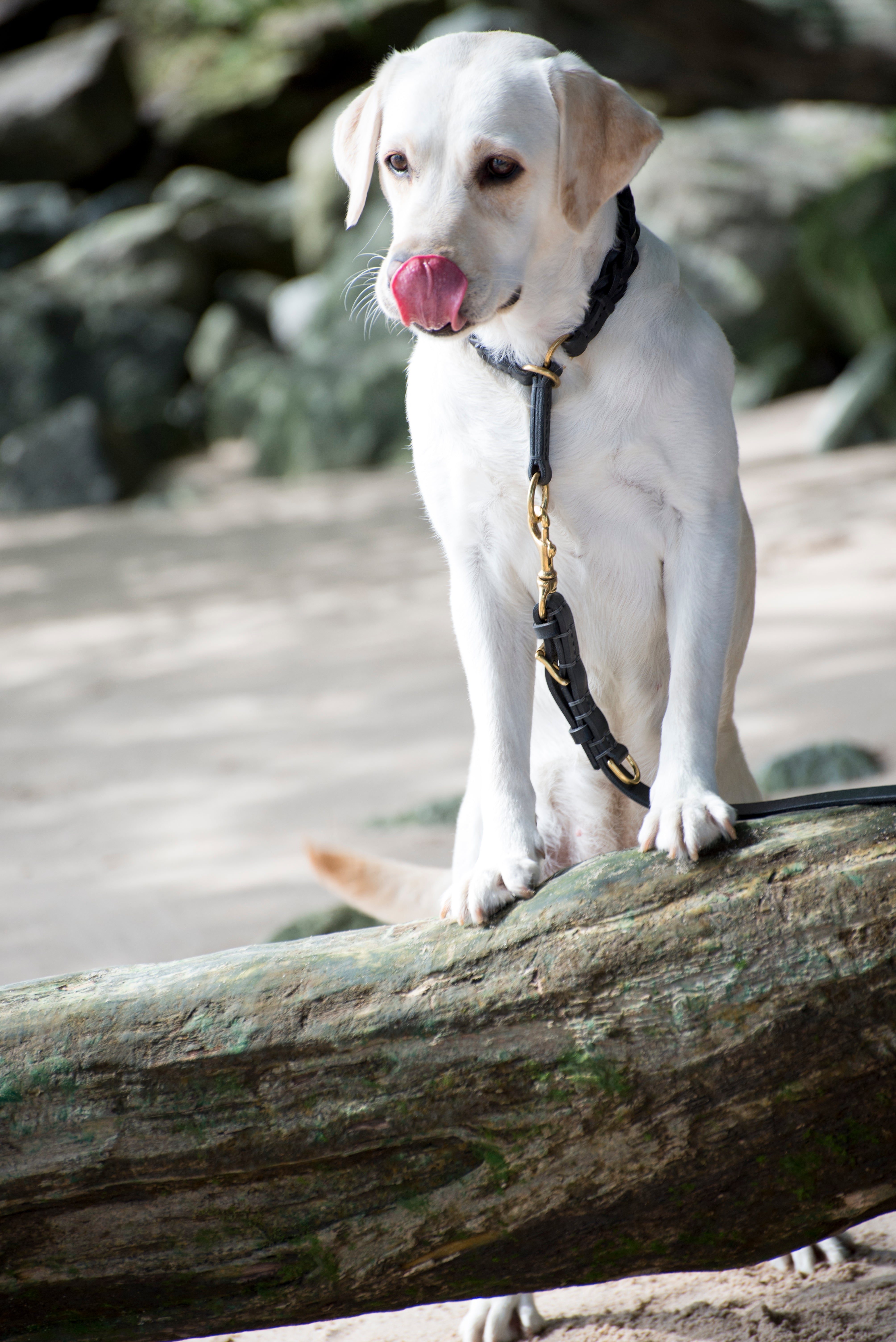 hochwertiges Set Hundeleine und Halsband aus schwarzem Geschirrleder