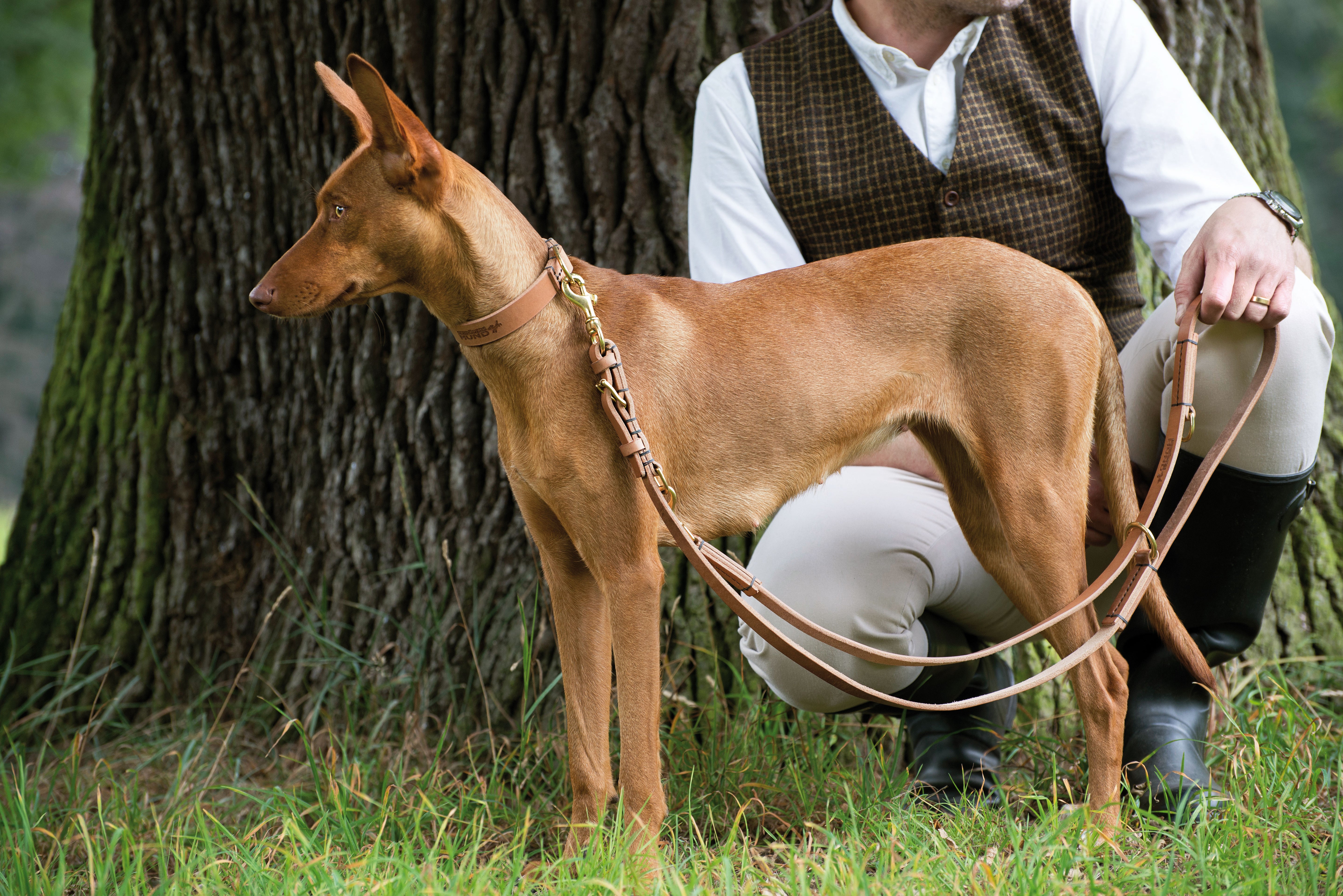 hellbraunes Set Halsband Hundeleine aus langlebigen Geschirrleder