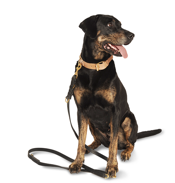 Robuste Hundeleine aus schwarzem Geschirrleder